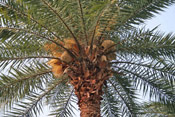 Wild Date Palm Tree