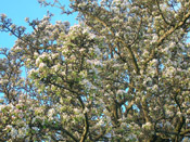 wild pear tree