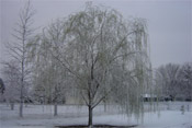 willow in winter