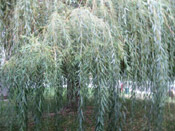 willow tree