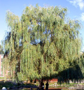 willow tree