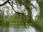 willow tree