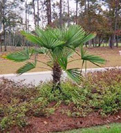 windmill palm tree