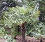 windmill palm tree