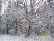 Winter Birch Tree