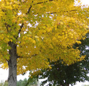 yellow maple tree