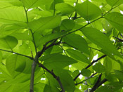 yellowwood leaf