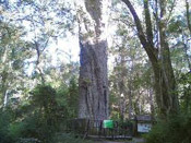 yellowwood tree