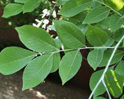 yellowwood leaves