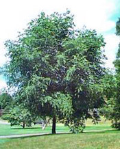 yellowwood tree