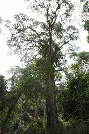yellowwood tree