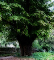 yellowwood tree