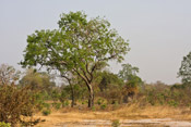 young mahogany tree