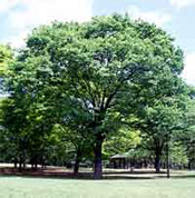 zelkova tree