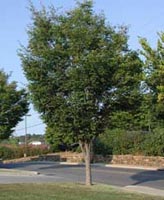 zelkova tree