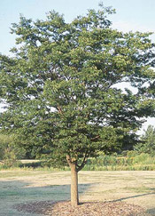 zelkova