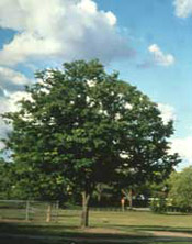 zelkova