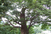 zelkova