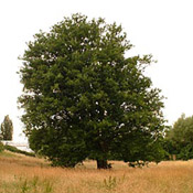 zelkova tree