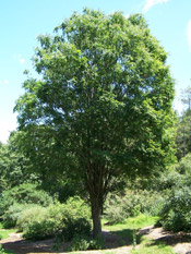 zelkova image