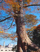 zelkova