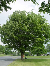 zelkova tree photo